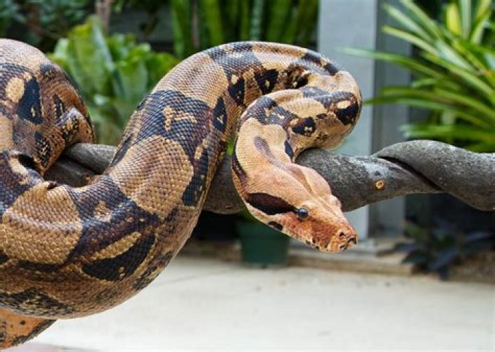 BoA