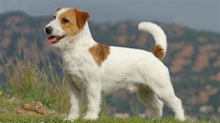 Jack Russell